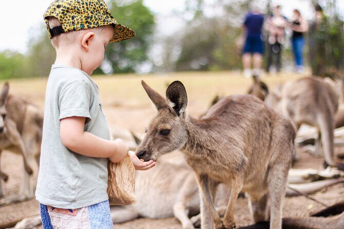 Lone Pine Koala Sanctuary Day Pass - Reviews and Real Traveler Insights