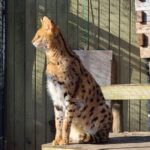 Long Island Farm & Wildplay Jones Beach Tour | Kids 50% Off - The Potential Drawbacks