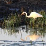 LookAbout Darwin, Wetlands & Wildlife Premium Tour - Max 6 Guests - Key Points