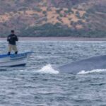 Loreto: Whale Watching Cruise with Transfers and Lunch - Wrapping Up