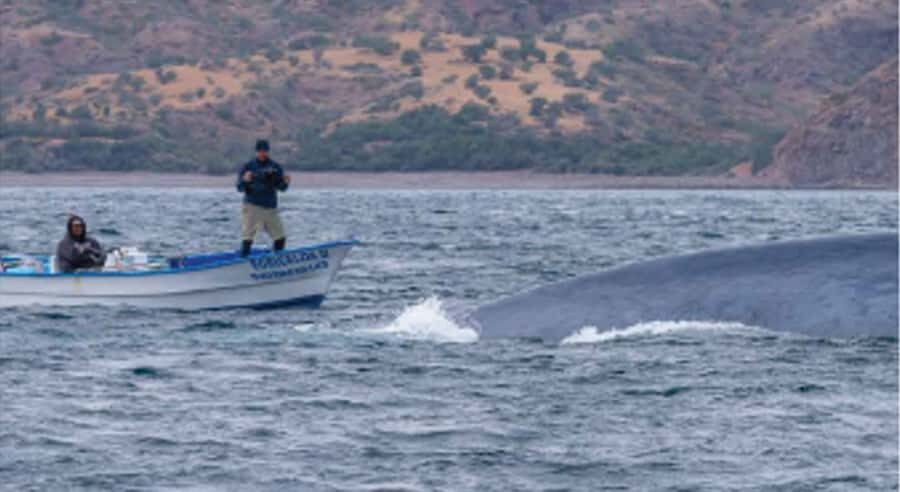 Loreto: Whale Watching Cruise with Transfers and Lunch - Wrapping Up