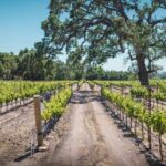 Los Angeles: Wine Experience at Fess Parker Winery by Helicopter - What the Itinerary Looks Like