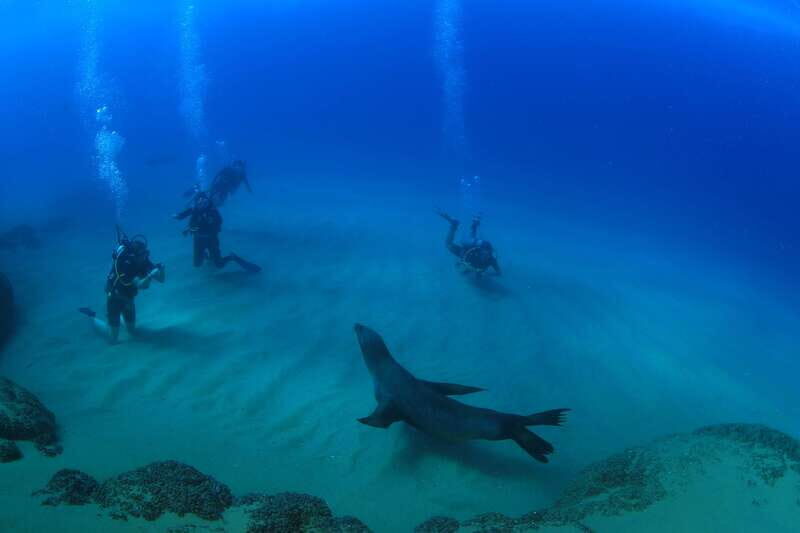 Los Cabos 3-Hour Certified Scuba Diving Tour - Is This Tour Worth the Price?