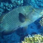 Los Cabos: 3-Hour Introductory Scuba Diving Adventure - The Value of This Experience