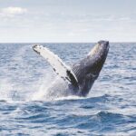 Los Cabos All Included Whale Watching Experience - Who Will Love This Tour?