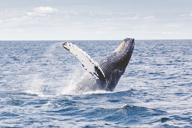 Los Cabos All Included Whale Watching Experience - Who Will Love This Tour?