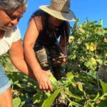 Los Cabos: Azteca Cactus Taco Farm to Table Cooking Class - Practical Details and Considerations