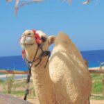 Los Cabos: Cactus Day Pass - Final Thoughts