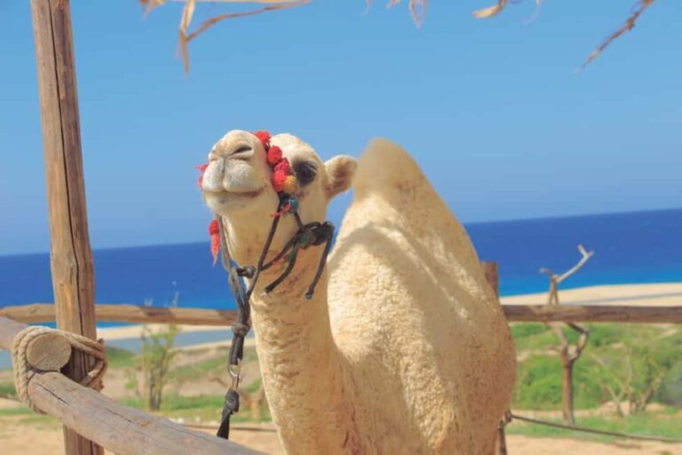 Los Cabos: Cactus Day Pass - Final Thoughts