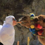 Los Cabos: Camel Ride in the Canyon & Thrilling Water-Slides - The Camel Ride Experience
