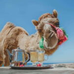 Los Cabos: Camel Ride Safari with Lunch and Tequila Tasting - The Real Benefits and Drawbacks