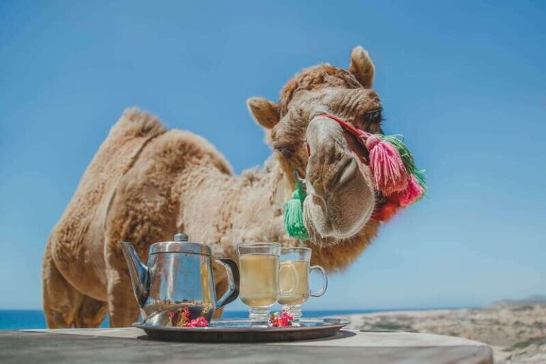 Los Cabos: Camel Ride Safari with Lunch and Tequila Tasting - The Real Benefits and Drawbacks