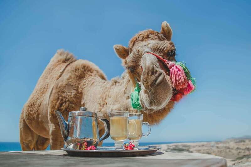 Los Cabos: Camel Ride Safari with Lunch and Tequila Tasting - The Real Benefits and Drawbacks