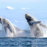 Los Cabos: Catamaran Whale Watching Cruise - The Experience in Detail
