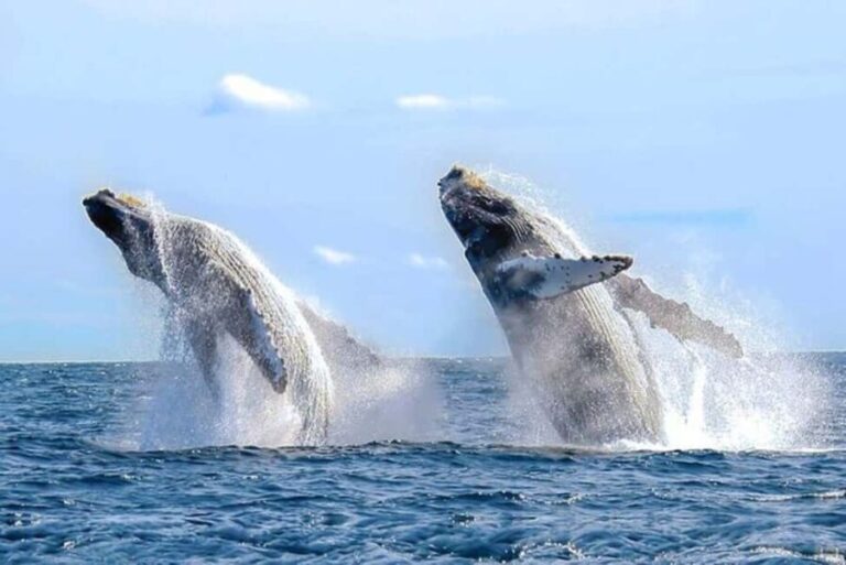Los Cabos: Catamaran Whale Watching Cruise - The Experience in Detail