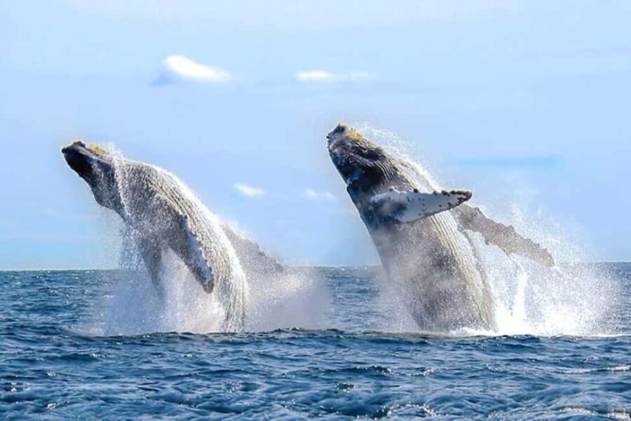 Los Cabos: Catamaran Whale Watching Cruise - The Experience in Detail