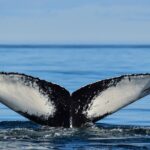 Los Cabos Humpback Whale: 10-Hour Tour 3 Hours of Whale Watching - Is it Worth the Price?