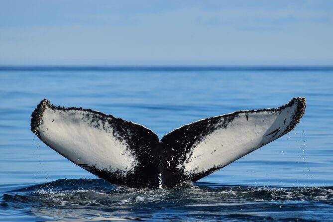 Los Cabos Humpback Whale: 10-Hour Tour 3 Hours of Whale Watching - Is it Worth the Price?