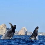 Los Cabos Whale Watching Adventure with Snacks and Drinks - The Itinerary and Experience Breakdown