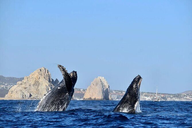 Los Cabos Whale Watching Adventure with Snacks and Drinks - The Itinerary and Experience Breakdown