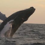 Los Cabos: Whale Watching and Safari - The Value of This Tour