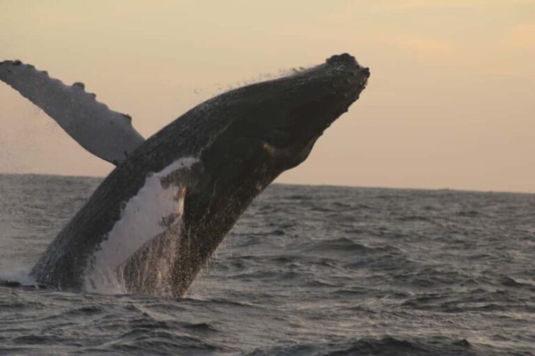 Los Cabos: Whale Watching and Safari - The Value of This Tour