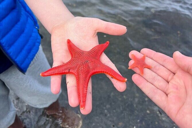 Low Tide Excursion & Totem Bight Park - Who Should Consider This Tour?