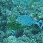 Lower Grand Lagoon: Panama City Beach Guided Snorkeling Tour - Considerations Before You Go