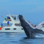 Luxury Catamaran Whale Watching Cabo San Lucas - Value for Money: Is It Worth It?