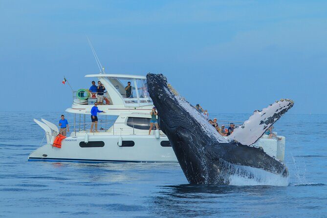 Luxury Catamaran Whale Watching Cabo San Lucas - Value for Money: Is It Worth It?