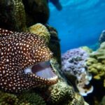 Luxury Full Day Snorkeling - Frequently Asked Questions