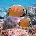 LUXURY PRIVATE Catamaran Bora Bora : Full-Day Trip - Detailed Breakdown of the Itinerary