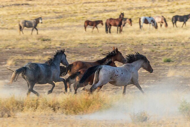 Luxury tour for up to 7 to Antelope Canyon X and Horseshoe Bend - Transportation, Timing, and Comfort