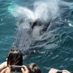 Luxury Whale Watching: Fewer People, Extra Speed, Expert Staff - What You’ll See (or Might Not)