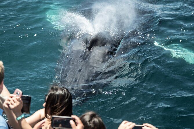 Luxury Whale Watching: Fewer People, Extra Speed, Expert Staff - What You’ll See (or Might Not)
