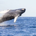 Ma'alaea Harbor: Whale Watching Tour Aboard Power Catamaran - The Itinerary Breakdown