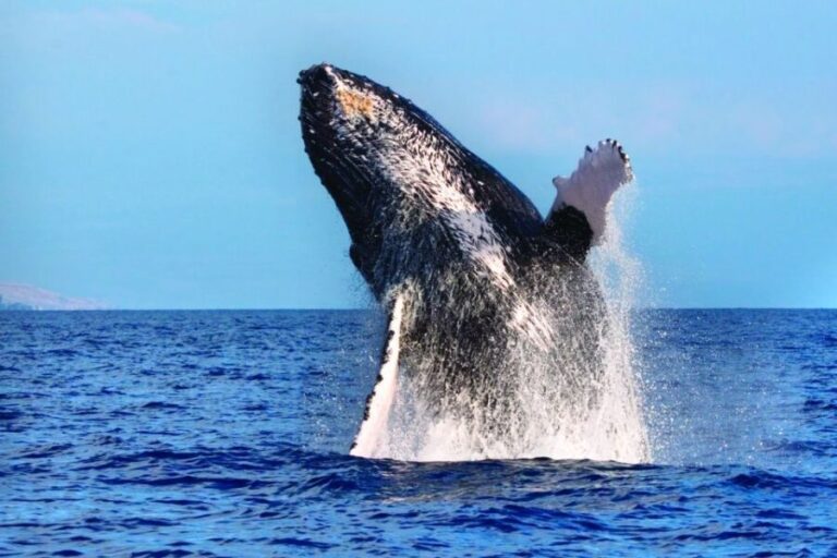 Maalaea: Small Group 2-Hour Whale Watch Experience - What to Expect During the Tour