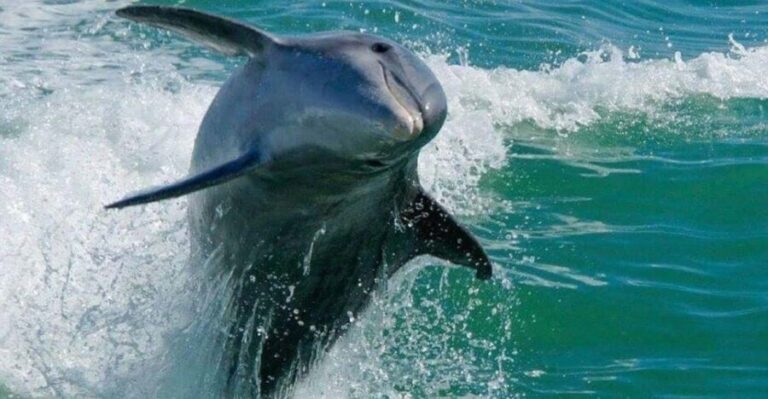 Madeira Beach: Egmont Key Snorkeling and Dolphin Cruise - Price and Value Analysis