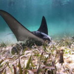 Mahahual: Snorkel Tour in Reef Lagoon - Who Is This Tour Best For?