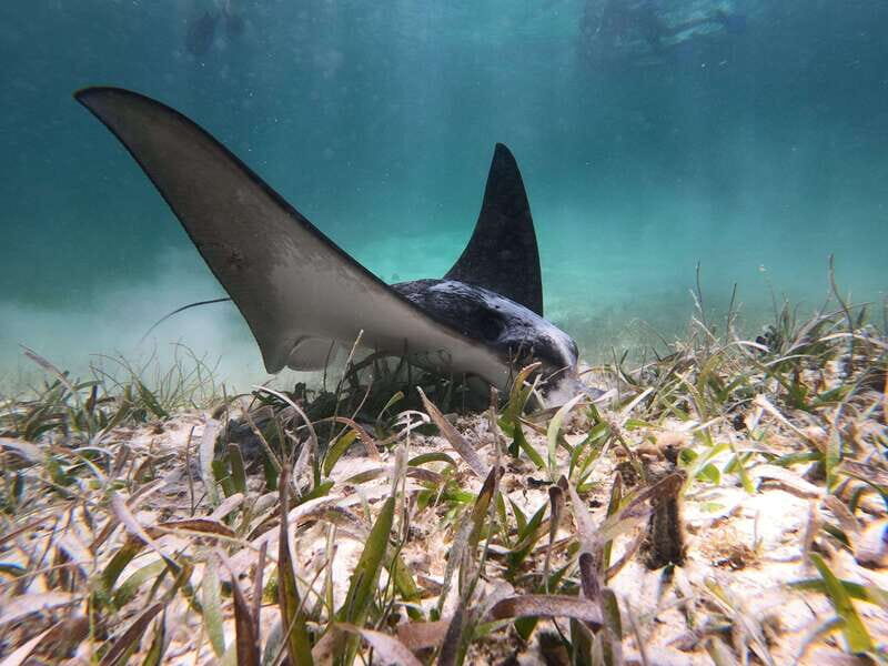 Mahahual: Snorkel Tour in Reef Lagoon - Who Is This Tour Best For?