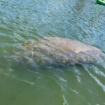 Manatee and Dolphin Kayak Tour - Who Will Love This Tour?