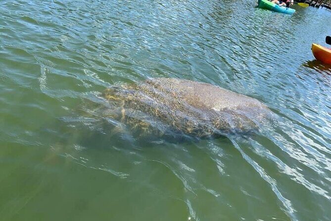 Manatee and Dolphin Kayak Tour - Who Will Love This Tour?