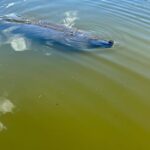 Manatee and Nature Tour of Ormond Beach - The Experience Itself: What Youll Encounter