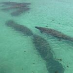 Manatee Discovery Anna Maria Island - Why This Tour Stands Out