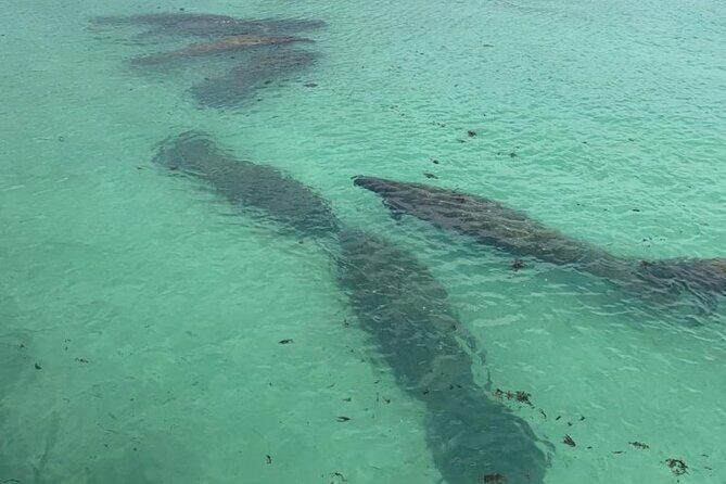 Manatee Discovery Anna Maria Island - Why This Tour Stands Out