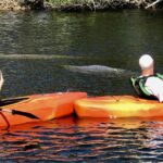 Manatees and Mangrove Tunnels Small Group Kayak Tour - Authentic Experiences Based on Reviews
