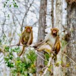 Manatees, Monkeys and Florida Natural Spring Adventure Tour - Who Will Love This Tour?