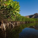 Mangrove Adventure with Snorkeling and Shellfish Tasting - Final Thoughts