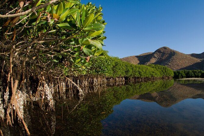 Mangrove Adventure with Snorkeling and Shellfish Tasting - Final Thoughts