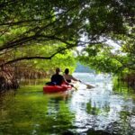 Mangrove Jungle exploration on SUP/Kayak - The Reality Check: What the Reviews Say